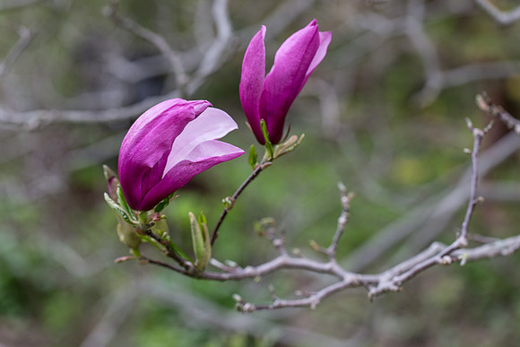 IMG_5531_export_full